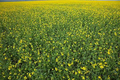 《上古卷轴6》首批细节泄露 设定在落锤省